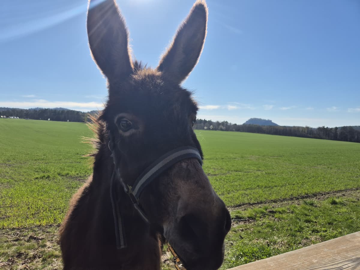Esel auf einer Wiese bei Gohrisch